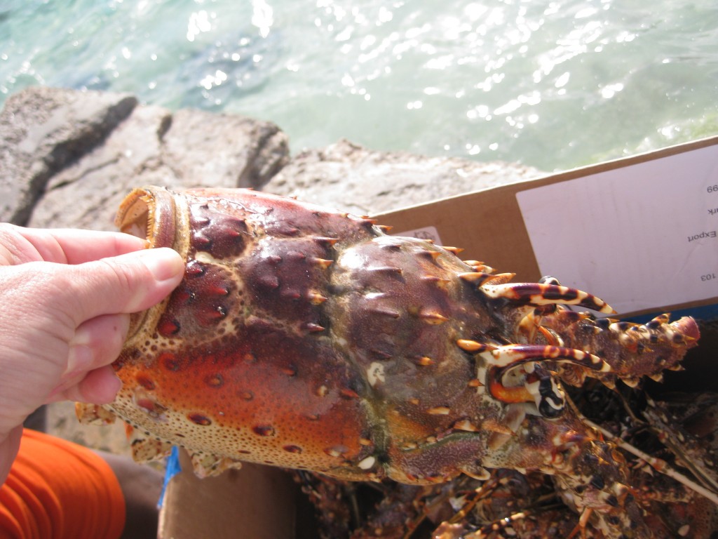 Lobster head close-up.