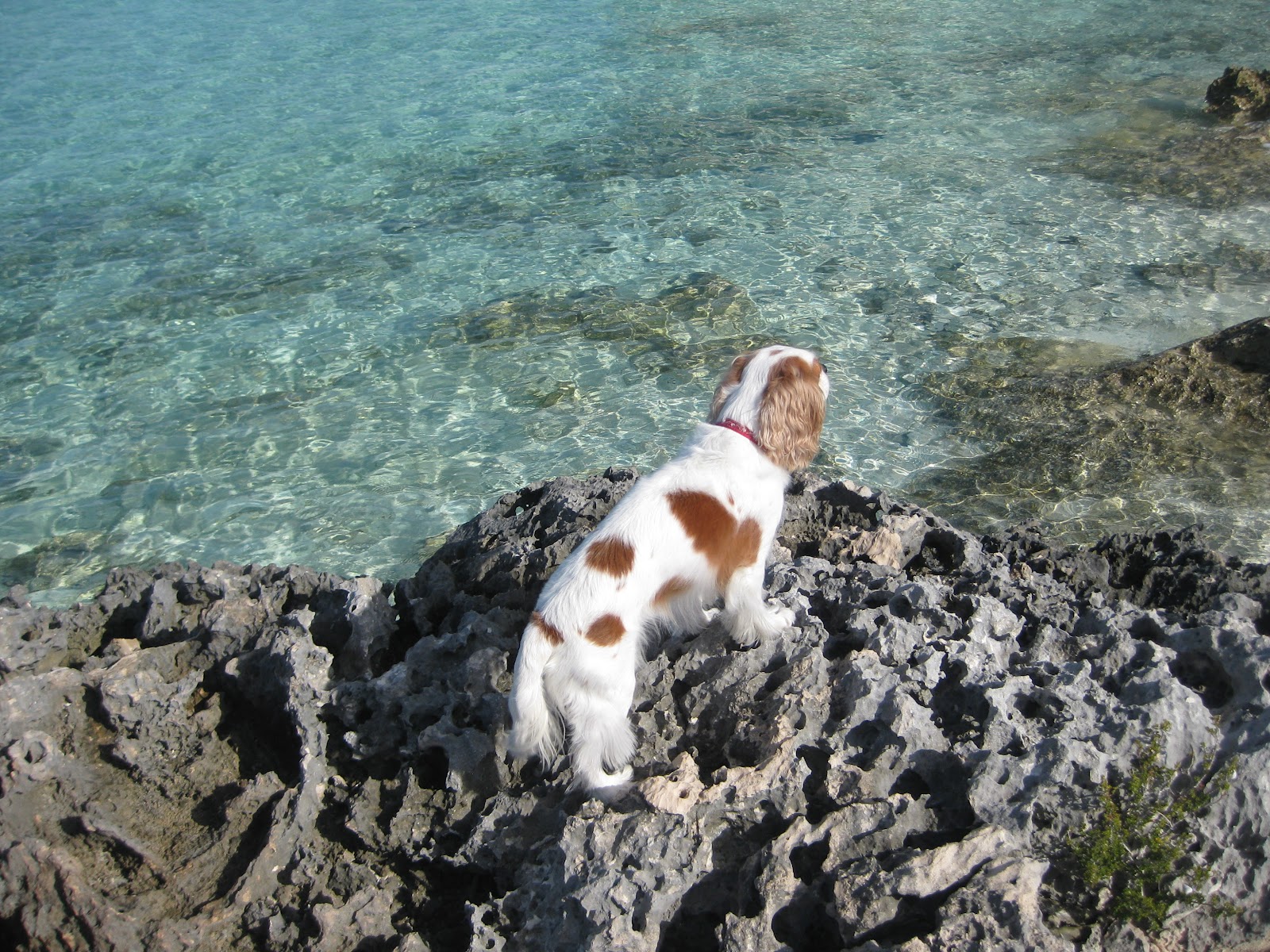 Island Dog Choosing The Better Life